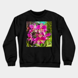 Pink Orchid (Spathoglottis x parsonsii) Crewneck Sweatshirt